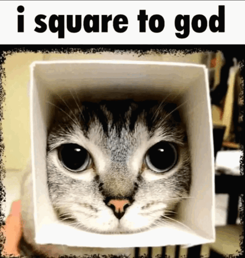 "i square to god" Cat with head in a box looking at you