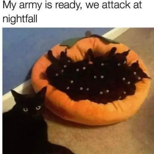 "My army is ready, we attack at nightfall" Picture of a black cat next to a cat bed filled to the brim with kittens