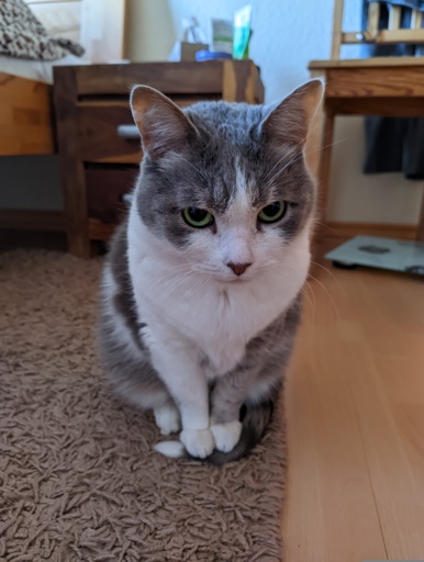 Muscat sits on his own tail