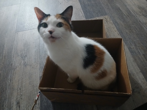 calico cat sitting in a cardboard box, mid-meow