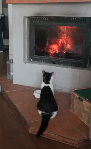 black and white cat staring at a fireplace