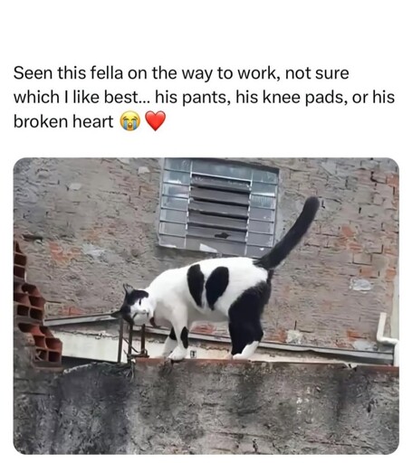 Picture of a black and white cat with a black broken heart patch 