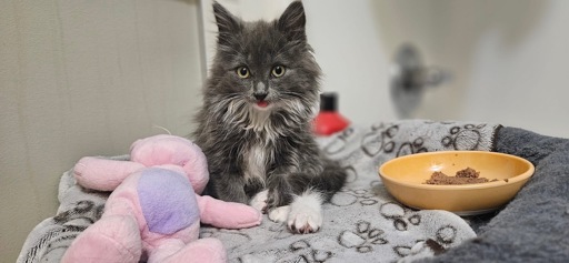 A grey and white cat poses for the camera, looking innocent, with the tongue slightly poking out. The space is bright but cozy, with blankets and a food dish to the right.