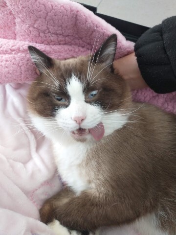 A cat being held up on a blanked after being knocked unconscious by the vet. He has his tongue out to one side and his eyes crossed.