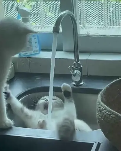 Cat in sink, water spraying on it, other cat watching from the side