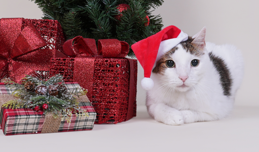 Big headed cat barely gets a human sized hat to fit over a single ear.