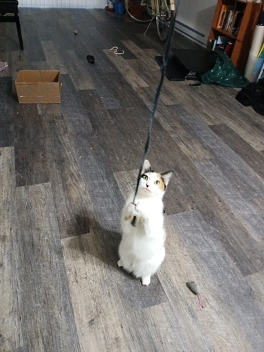 calico cat playing with a strip of fabric