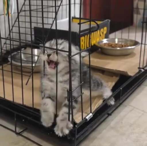 cat in jail, trying to leave through the bars. the door is open.