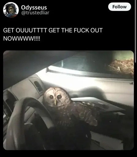 A post from Twitter that features an image of an owl in the passenger side of a car reads:

"GET OUUUTTTT GET THE FUCK OUT NOWWWW!!!!"